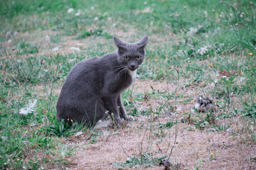 Chat gris de profil  . © Richard