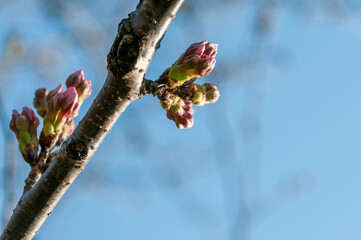 蕾を膨らませたソメイヨシノ