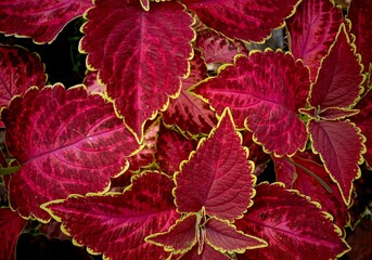 red leaves background