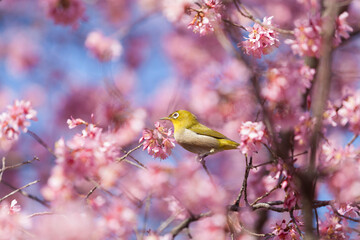 オカメザクラとメジロ