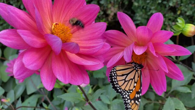 Closeup of a monarch butterfly and a bubblebee feeding on the nectar of a flower