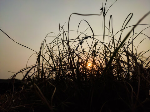 Grass in dark and sunset light in background