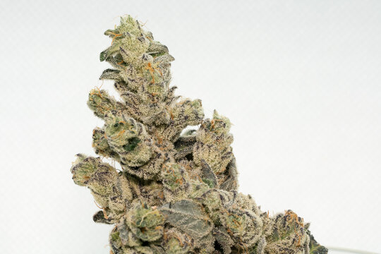 Hydroponically Grown Dried Medical Cannabis