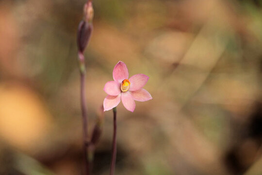 Pink Sun Orchid (Thelymitra Carnea) Flower, South Australia