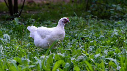 bird, natur, taube, tier, taube, gras, ente, weiß, green, schnabel, wild lebende
