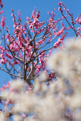 梅の花