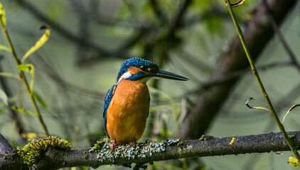 eisvogel, bird, natur, tier, wild lebende tiere,