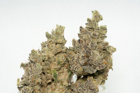 Hydroponically Grown Dried Medical Cannabis