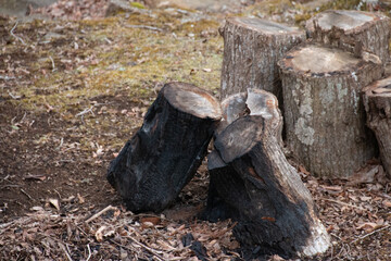 切り株、丸太クローズアップ