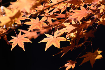 多聞院（埼玉県）の紅葉