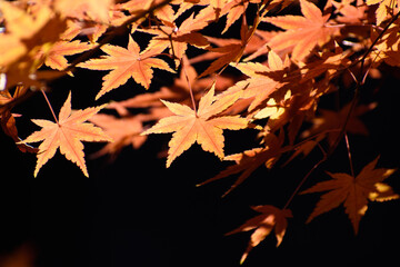 多聞院（埼玉県）の紅葉