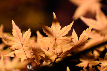 多聞院（埼玉県）の紅葉