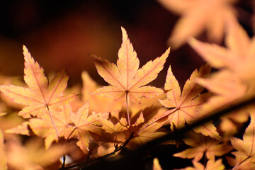 多聞院（埼玉県）の紅葉