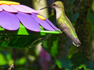 Fototapeta na wymiar Ruby-Throated Hummingbird Getting Ready to Drink Nectar from Purple Flower Shaped Hummingbird Feeder as Its Iridescent Green Feathers Shine in the Summer Sunshine 
