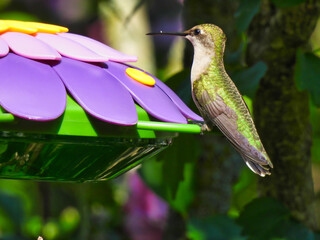 Ruby-Throated Hummingbird Looks Up from Drinking Nectar from a Purple Flower Shaped Bird Feeder With Green Iridescent Feathers Shining from the Sun on a Summer Day
