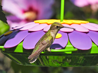 Ruby-Throated Hummingbird Sits Sideways on Purple Flower Shaped Nectar Feeder in the Midst of a Tree with Iridescent Green Feathers Shining from the Sun with Hibiscus Blooms in the Background