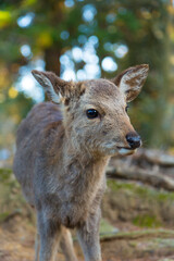 奈良公園の子鹿