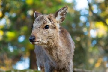 奈良公園の子鹿