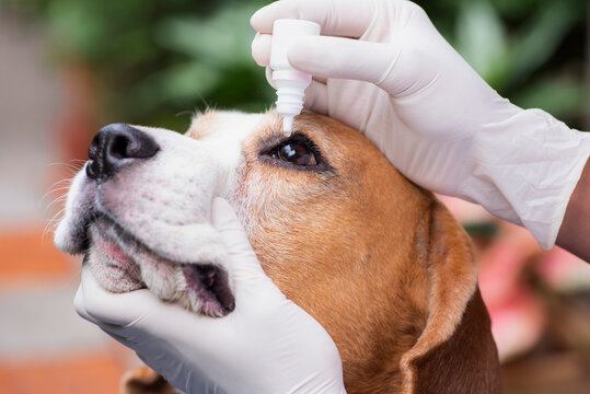 Veterinary drug eye drops beagle dogs prevent infectious diseases Cherry eye disease in the eyes of pets