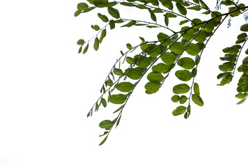 Leaves on a white background,clipping paths.