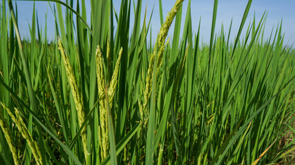 Photograph of rice leaves close-up, used for background.