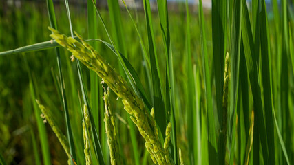 Photograph of rice leaves close-up, used for background.