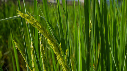Photograph of rice leaves close-up, used for background.