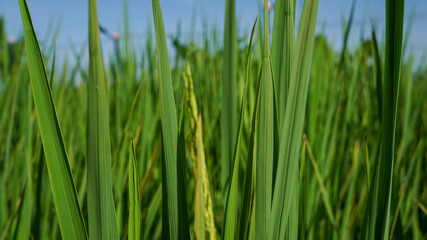 Photograph of rice leaves close-up, used for background.
