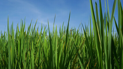 Obraz premium Photograph of rice leaves close-up, used for background.