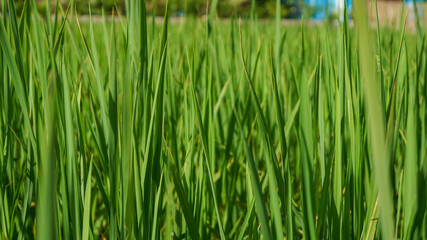 Photograph of rice leaves close-up, used for background.