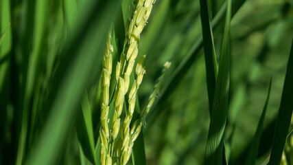 Photograph of rice leaves close-up, used for background.