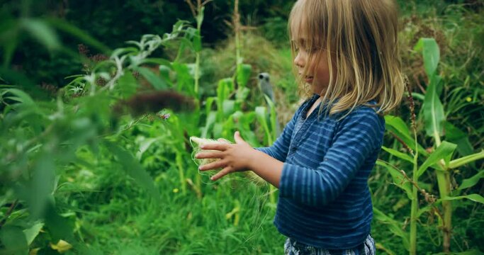 A preschooler is removing the outer leaves from a cob of corn in a garden