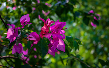 Branch of magenta Bougainvillea flowers.