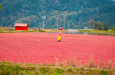 cranberry bog