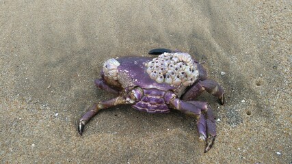 crab on the sand
