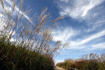 Silver grass and Sky Park Road