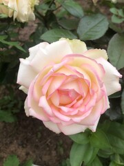 pink rose