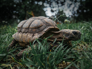 Tortuga © Nikillo__