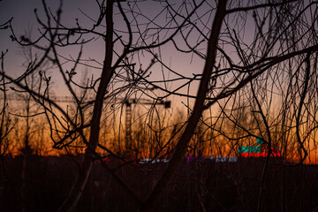 sunset in the forest