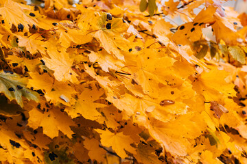 Blurred background of autumn yellow leaf covered with dew.