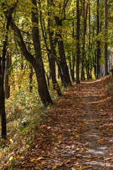 Obraz premium An alley with maple trees covered with fallen yellow leaves.