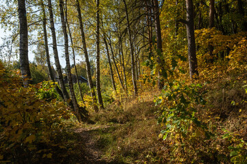 Autumn forest with birch and pine trees in bright yellow leaves.