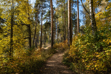 Autumn forest with birch and pine trees in bright yellow leaves.