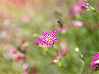 Closeup pink flower Baby's -breath ,petals of red Gypsophila flower plants in garden with sunshine and blurred background ,macro image ,sweet color for card design ,pink flowers in the field
