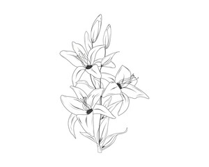 Fototapeta na wymiar flowers drawing with line-art on white backgrounds