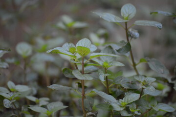 mint herb