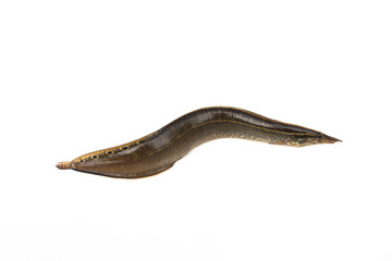 Macrognathus siamensis on white background.