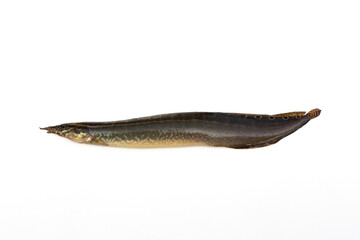 Fototapeta premium Macrognathus siamensis on white background.