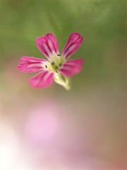 Fototapeta na wymiar Closeup pink Baby's -breath ,petals of red Gypsophila flower plants in garden with sunshine and blurred background ,macro image ,sweet color for card design