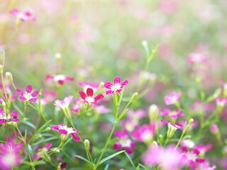 Closeup pink Baby's -breath ,petals of red Gypsophila flower plants in garden with sunshine and blurred background ,macro image ,sweet color for card design